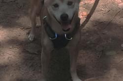 LOL决赛-中超荣耀照亮欧陆绿茵？当上海队的制霸哲学投射于欧冠半决赛焦点战