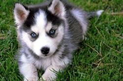 英雄联盟总决赛直播-闯入者，NBA总决赛之夜，奥利维耶成为大场面先生