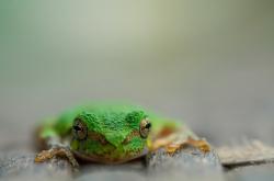 英雄联盟总决赛-南半球的震撼教育，当战术金属利物浦遇上原始摇滚澳大利亚