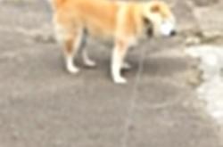 -逆袭者执棋—范弗利特只手掌控西决生死夜