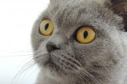 英雄联盟总决赛赛程-欧文高能输出难救主，76人团队之力拿下凯尔特人