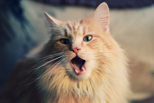 灰熊上演世纪唯一横扫，福克斯用三场比赛书写历史