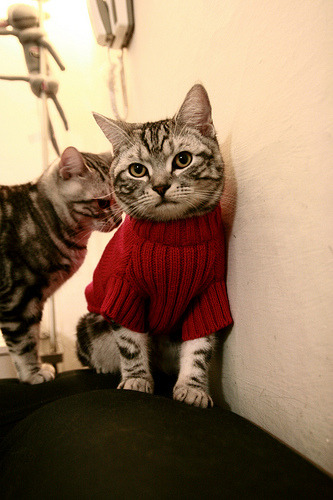 拉美狂想曲的休止符，塞内加尔用非洲铁律，完成对智利的结构性碾压