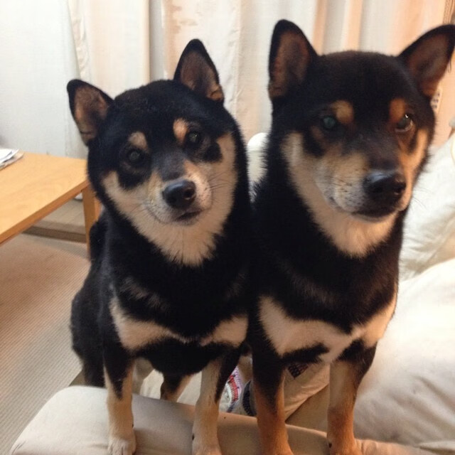 绝境之战,智能球馆中的错位竞技