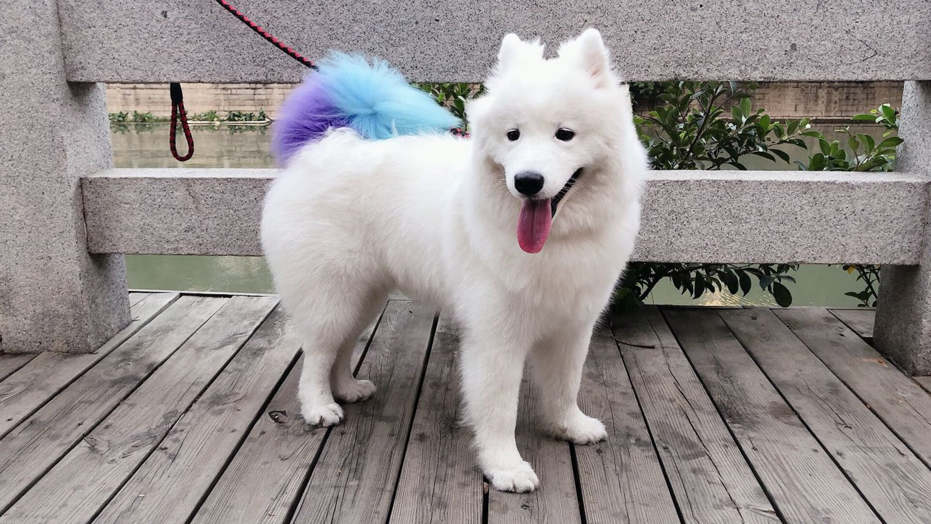 时空之战，公牛铁血防守锁死北京，塔图姆终成关键先生