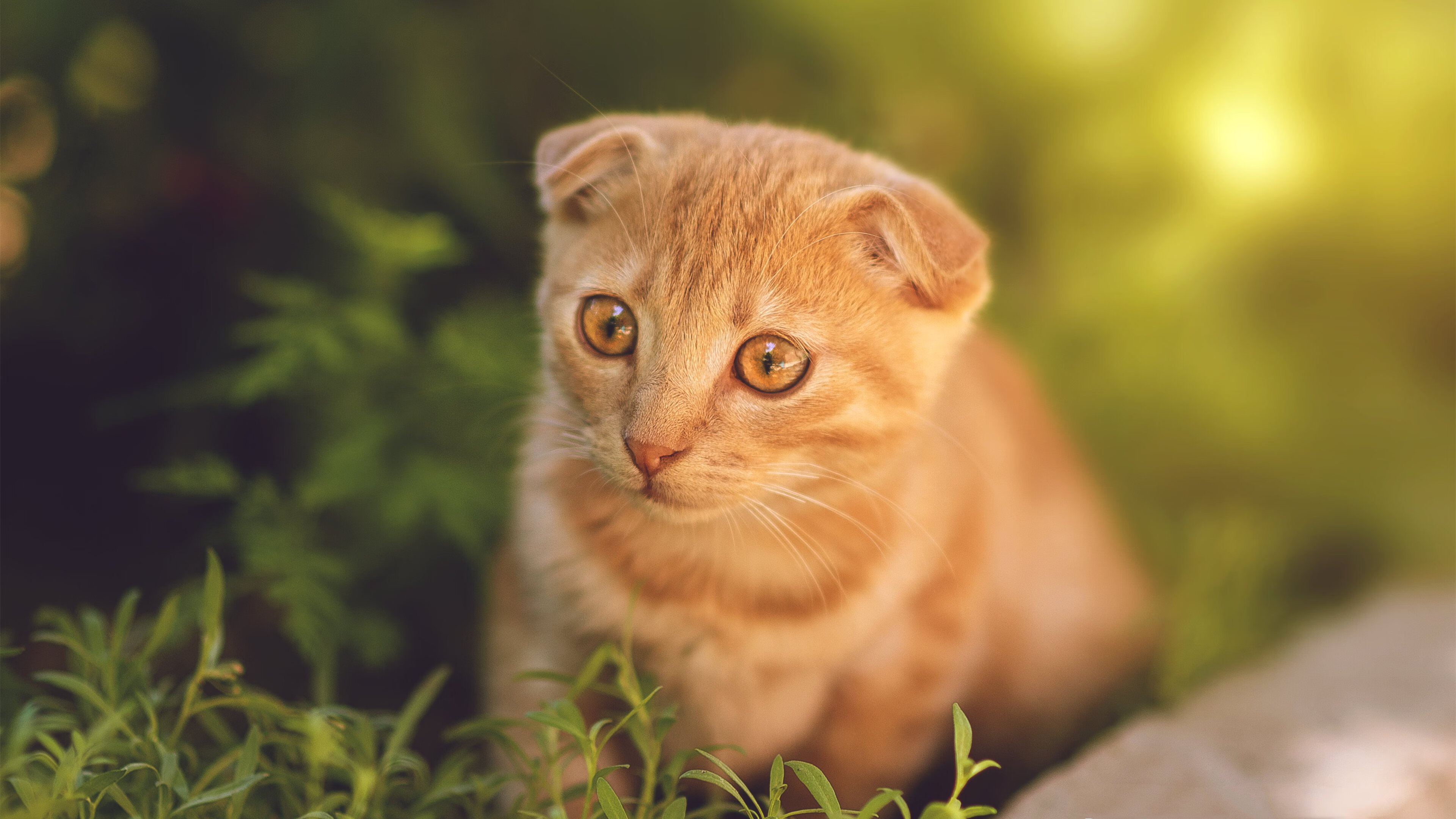边缘人的舞台，当迪马利亚用决赛戴帽嘲讽世界，秘鲁用狂胜撕碎强队剧本