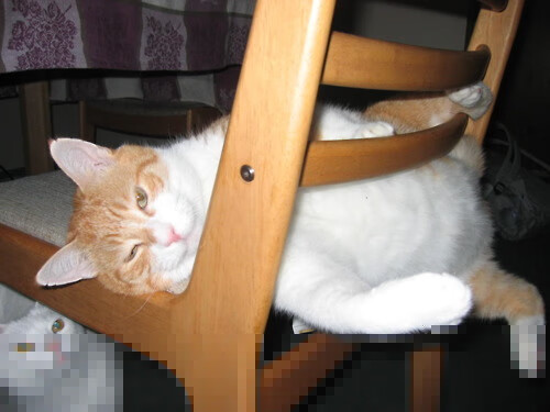 欧冠半决赛焦点战，新疆队奇迹般淘汰凯尔特人，亚洲黑马震撼欧洲足坛