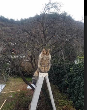 铁骑踏碎玫瑰城，浓眉扛鼎定江山