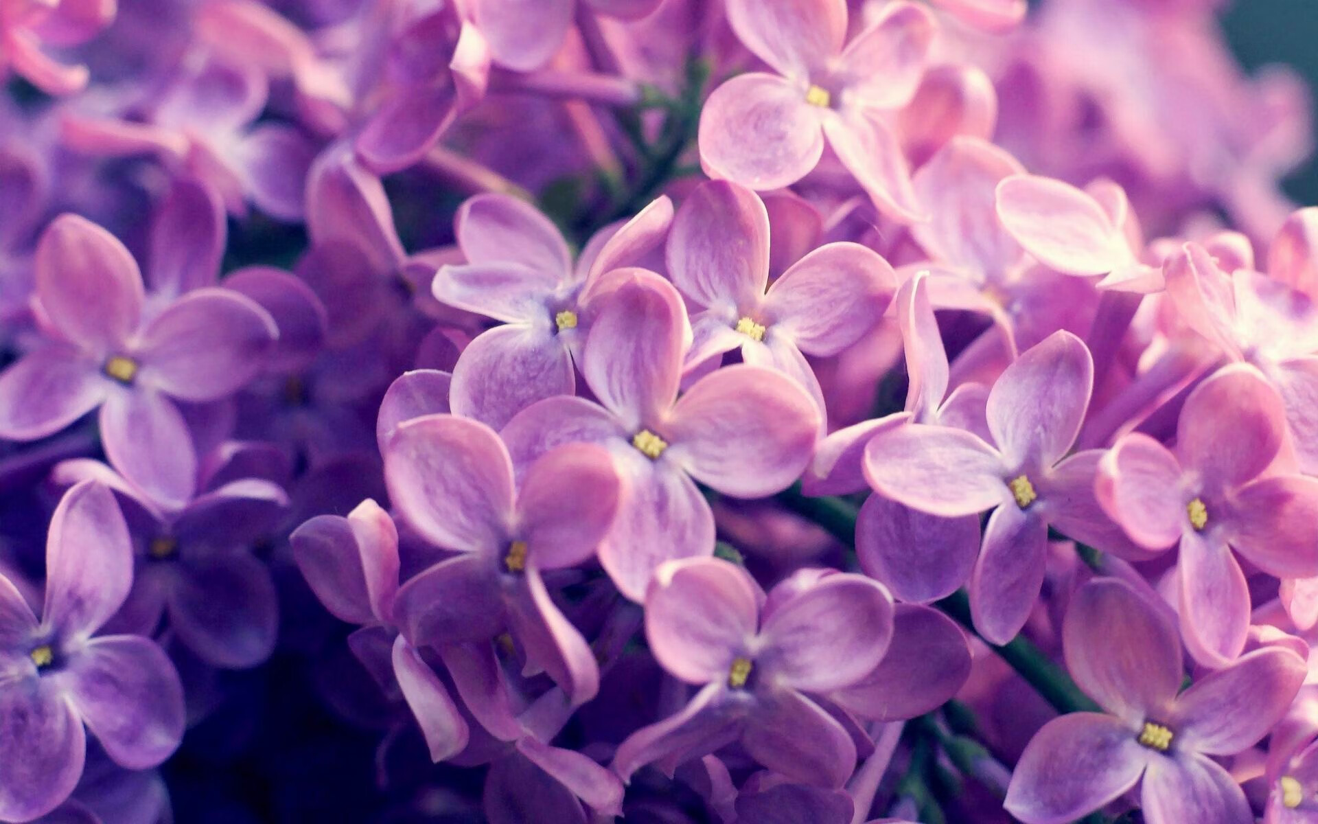 南太平洋风云，乌克兰国家队如何在新西兰赛场实现制霸？