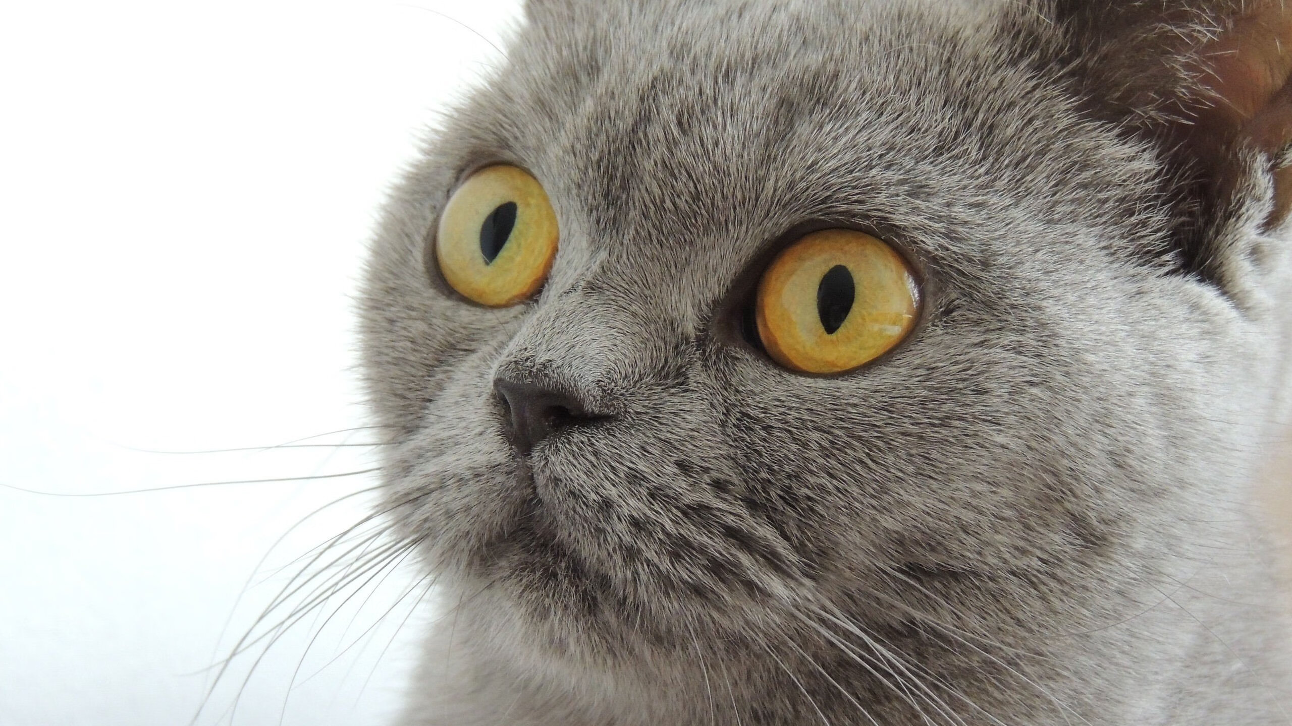 欧文高能输出难救主，76人团队之力拿下凯尔特人