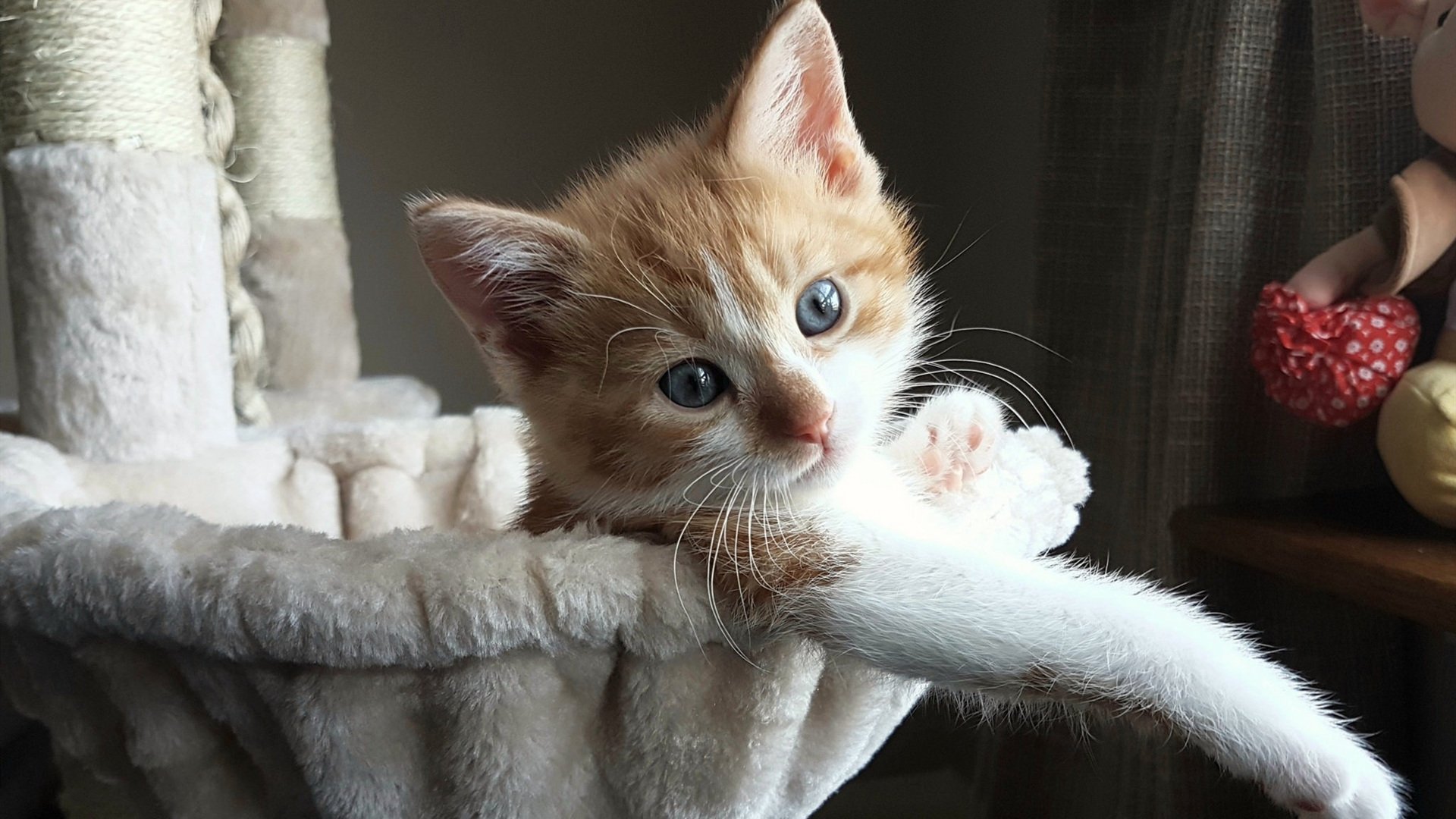 非对称寓言，老鹰撕裂独行侠的世界杯寓言场