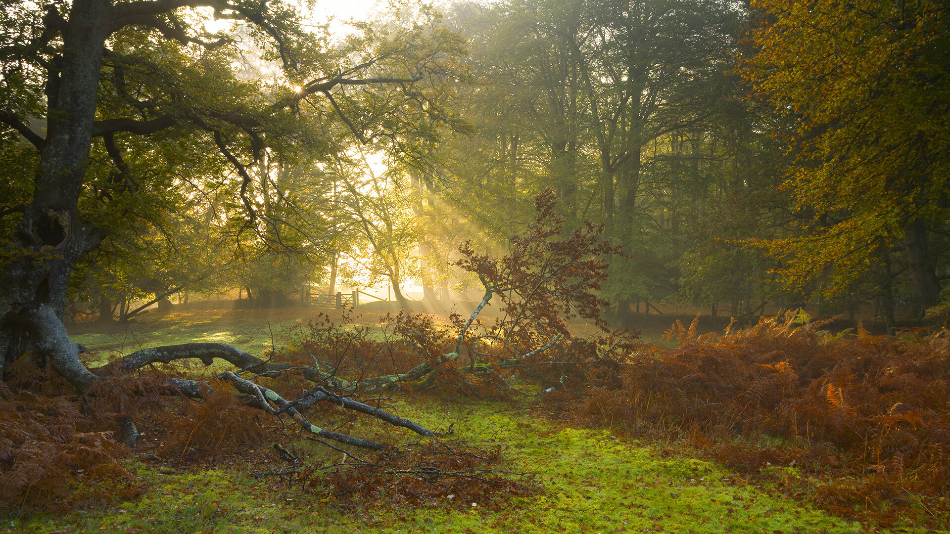 暗夜疾电，塔图姆末节风暴强行终结灰熊，诠释何为关键先生