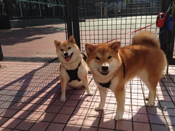 欧洲与加勒比的数据交锋，富安健洋的全面爆发