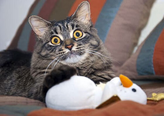 当南非的火力撕裂哥伦比亚防线，一场欧冠淘汰赛的战术寓言