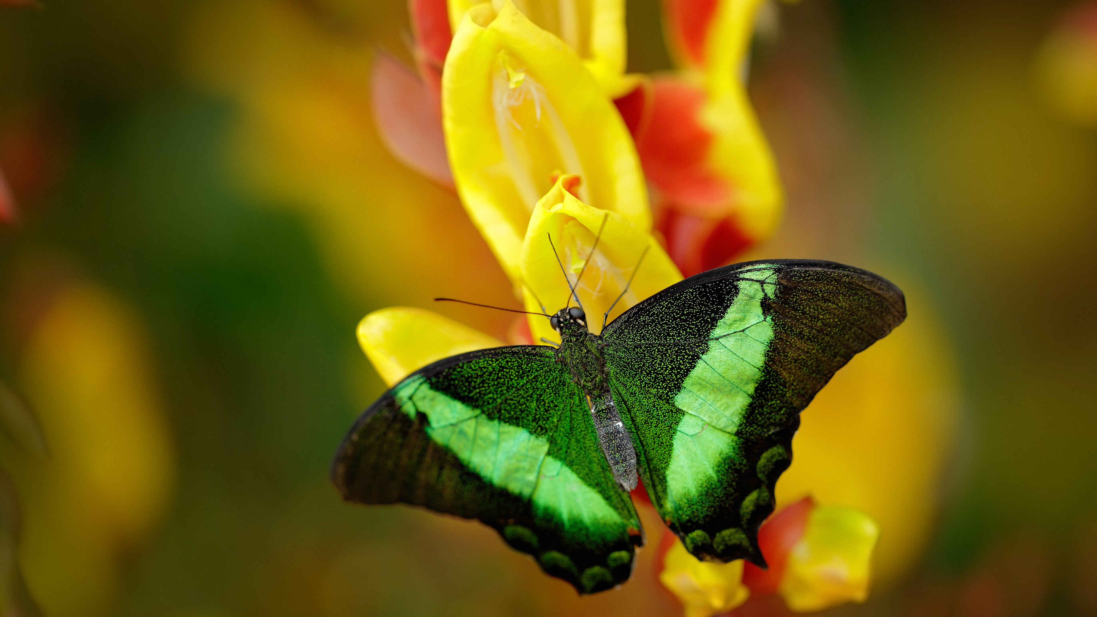 篮球场的绿茵灯下,卡拉斯科的深夜救赎