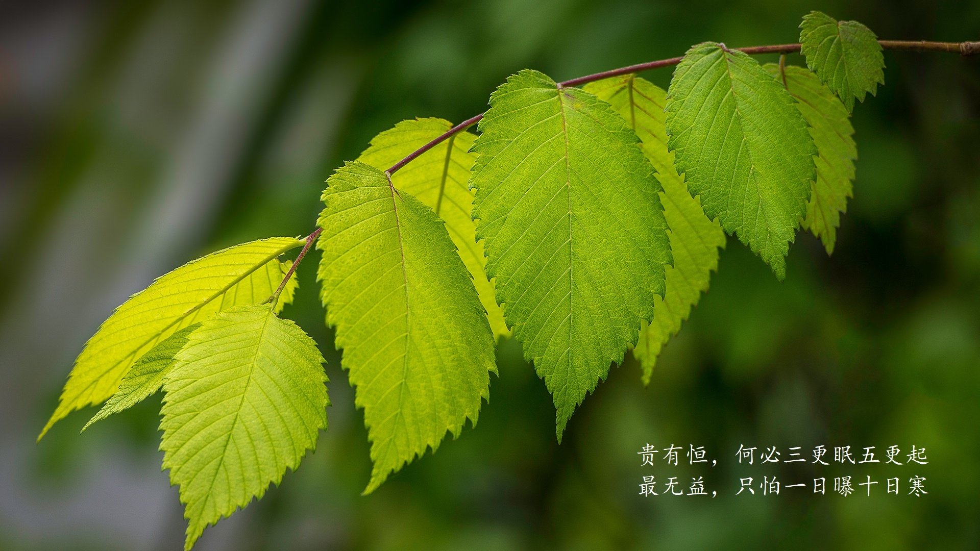 潘帕斯风暴席卷沙漠,德布劳内导演的唯一神迹,阿根廷用一场横扫定义2026世界杯终极悬念